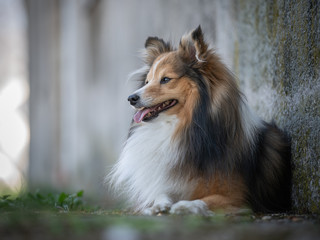 Portrait of shetland sheepdog