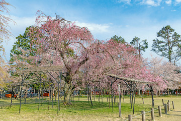 京都 上賀茂神社の春景色 斎王桜