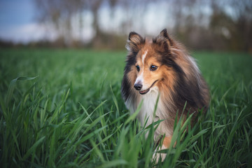 Dog in the grass