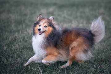 dog running on grass