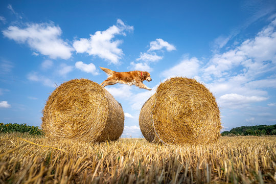 Autumn dog jumping on the heystack
