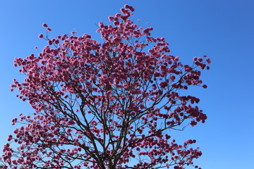 Ipê de Brasília