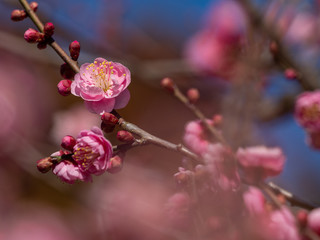 ピンクの梅の花