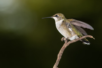 Ruby Throated Hummingbird Perched Delicately on a Slender Tree Branch