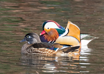Mandarin and Wood Ducks join in the fun with Mallards