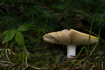 Mushroom on the forest floor