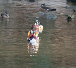 Mandarin and Wood Ducks join in the fun with Mallards