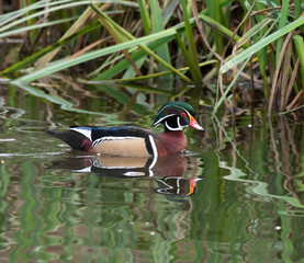 Mandarin and Wood Ducks join in the fun with Mallards