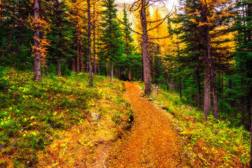 Rich Trail Through Deep Woods In Autumn Mountain Wilderness
