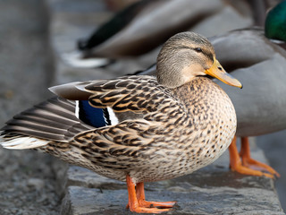 Mandarin and Wood Ducks join in the fun with Mallards
