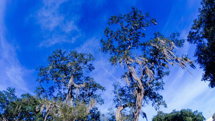 Fall tree and leaf in Florida