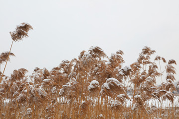 Fototapeta premium reeds in the snow