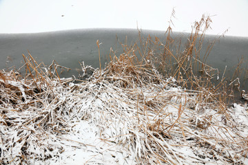 Water and grass in the snow