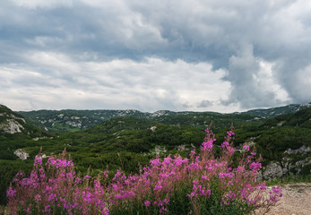 Fototapeta premium Blooming purple flowers of Fireweed or Chamaenerion angostifolium on the foreground and picturesque mountain slopes of Dachstein Mountains, Salzkammergut region, Upper Austria, Austria
