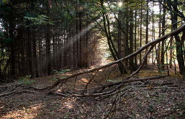 in the forest with beautiful trees