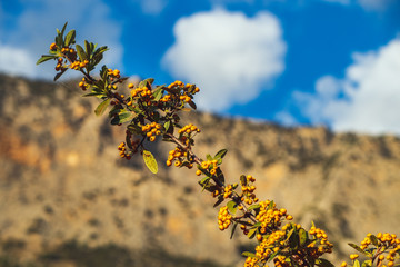 Branch of orange sea buckthorn berries under blue cloudy sky