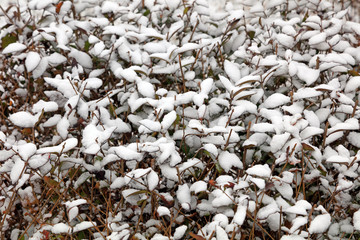 Euonymus in the snow