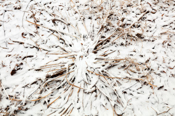 Weeds in the snow