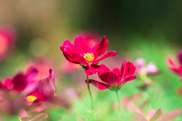 Background view of close-up flowers, colorful cosmos (pink, purple) planted in a garden plot, blurred by the wind blowing, looking fresh and comfortable
