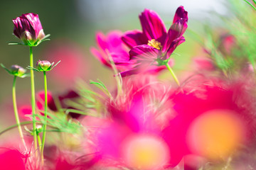 Plakat Background view of close-up flowers, colorful cosmos (pink, purple) planted in a garden plot, blurred by the wind blowing, looking fresh and comfortable