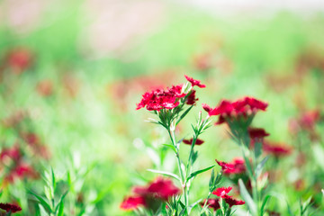 Background view of close-up flowers, colorful cosmos (pink, purple) planted in a garden plot, blurred by the wind blowing, looking fresh and comfortable