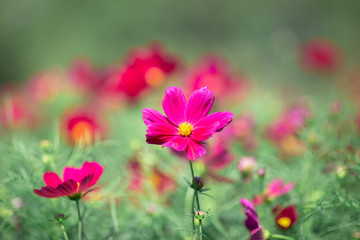 Obraz na płótnie Canvas Background view of close-up flowers, colorful cosmos (pink, purple) planted in a garden plot, blurred by the wind blowing, looking fresh and comfortable