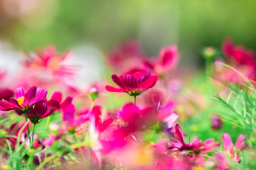 Background view of close-up flowers, colorful cosmos (pink, purple) planted in a garden plot, blurred by the wind blowing, looking fresh and comfortable