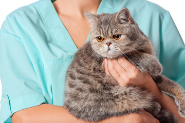 Veterinarian with cute cat on white background, closeup