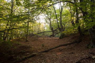 in the forest with beautiful trees