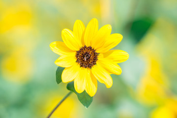 Background view of colorful flowers (sunflower) planted in a garden plot or on the side of the road, for the beauty of the viewer.