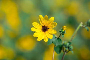 Background view of colorful flowers (sunflower) planted in a garden plot or on the side of the road, for the beauty of the viewer.
