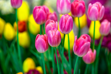 Flower background view The colorful colors of tulips (pink, red, white, orange, yellow, green, purple) planted in gardens for the beauty of the spectators, are species that grow in cold weather.