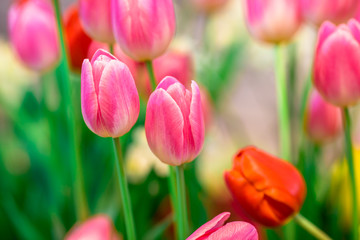Flower background view The colorful colors of tulips (pink, red, white, orange, yellow, green, purple) planted in gardens for the beauty of the spectators, are species that grow in cold weather.