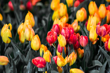 Obraz premium The background view of the colorful flowers of tulips (pink, red, white, orange, yellow, green, purple) planted in a garden plot for the beauty to see, is a species that grows in cold weather