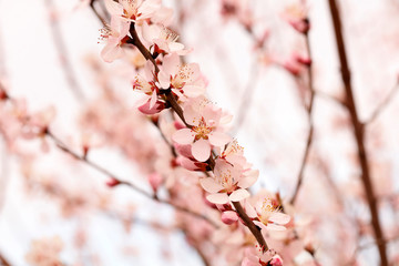 blooming peach blossoms in the garden