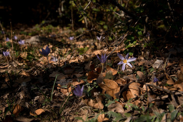  leaves and flowers in the forest