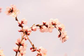 blooming peach blossoms in the garden