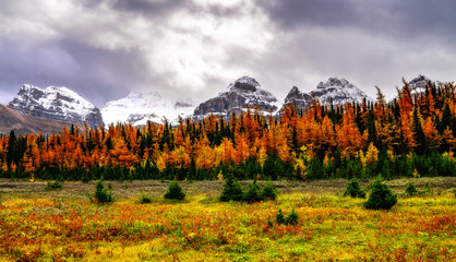Larch Valley In Autumn With Snow Capped Peaks