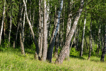 Obraz premium Bright birch grove on a summer day
