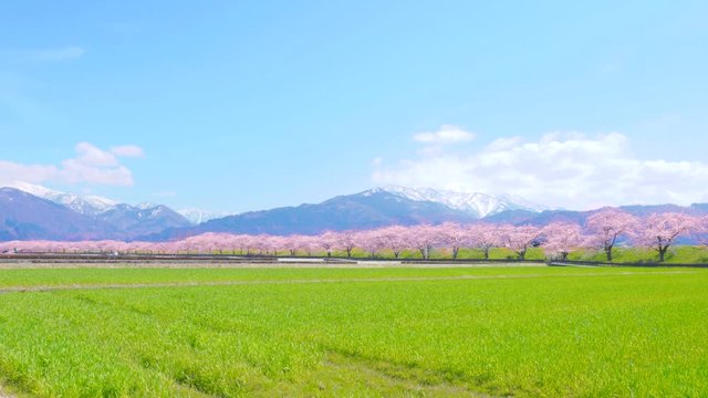 [4K収録, 音声無し] 日本の春　富山県入善町 黒部川堤防桜堤の桜並木 [zoomout]