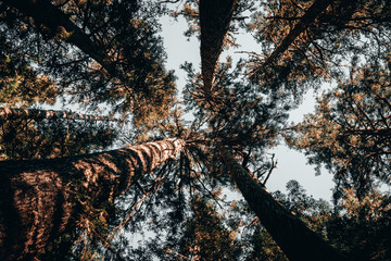 Look-up of tall evergreen trees in a dense forrest