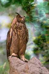 Taxidermy of owl on display in the Natural Institute of Biological Resources.