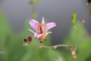 ホトトギスの花　接写