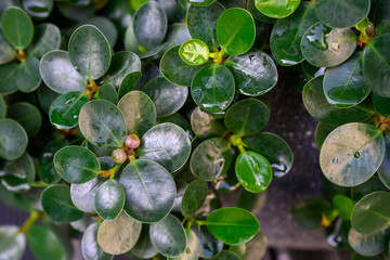 Ficusannulata or Blume tree, a small perennial plant With round and small leaves Dark green leaves, smooth edges throughout the leaves, rounded leaves, like a berry.