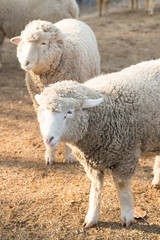 Sheep in nature on meadow. Farming outdoor.