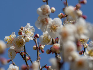 白い梅の花