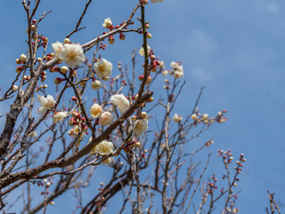 白い梅の花