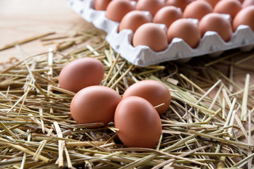 卵　たまご　egg