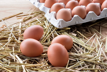 卵　たまご　egg