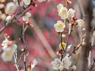 白い梅の花